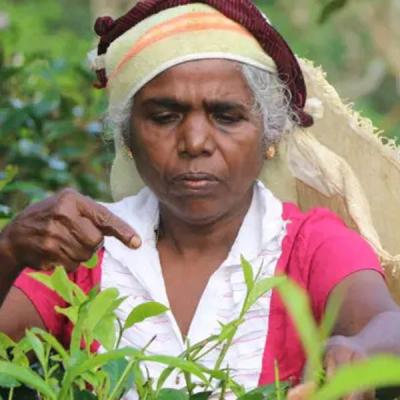 වතු කම්කරු වැටුප් වැඩි කිරීමේ ගැසට්ටුව අවලංගුයි