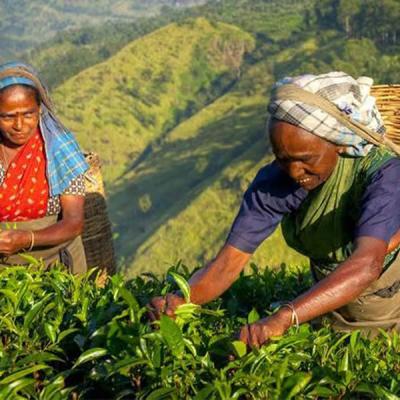 වතු කම්කරු අවම වැටුප රු: 1700 යි – පඩි පාලක සභාව තීන්දු කරයි