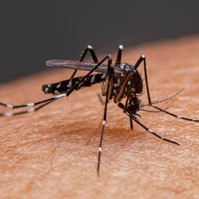 කොළඹ සහ කෝට්ටේ චිකුන්ගුන්යා ව්‍යාප්තිය ඉහළට