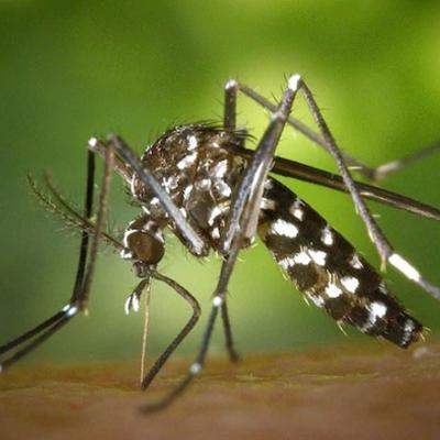 මදුරු මර්දන සතියක් 30 සිට : ඩෙංගු රෝගීන් 26,000ඉක්මවයි