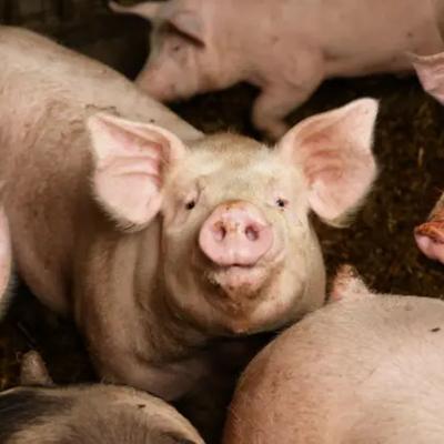 සූකර උණ අවදානම ගැන අති විශේෂ ගැසට්ටුවක්