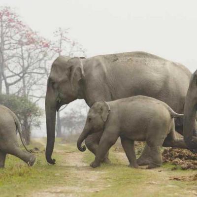 අලි මිනිස් ගැටුම පාලනයට ග්‍රාමාරක්ෂක භටයන්